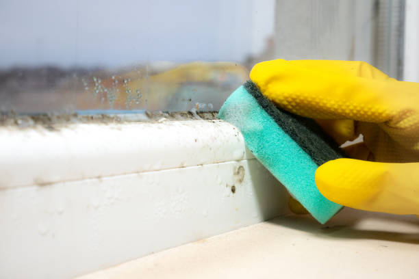Best Kitchen Mold Remediation in Westhaven Moonstone, CA