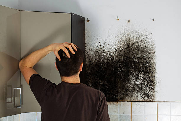 Best Residential Mold Remediation in Westhaven Moonstone, CA