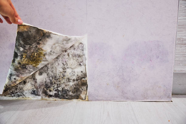 Best Emergency Mold Remediation in Westhaven Moonstone, CA
